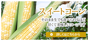 スイートコーン そのまま生でも食べられるほど甘くて美味しいとうもろこしです。→詳しくはクリック！