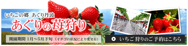 いちごの郷あぐり丹波 あぐりの苺狩り 開園期間 1月～5月下旬（イチゴの状況により変更有）