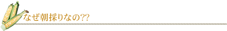 なぜ朝採りなの？？