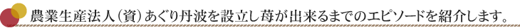 農業生産法人合資会社あぐり丹波を設立し苺が出来るまでのエピソードを紹介します。