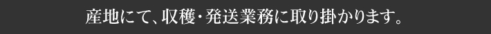 産地にて、収穫・発送業務に取り掛かります。