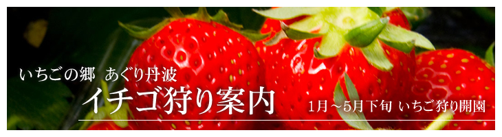 いちごや枝豆、とうもろこしなど産直通販の丹波市場、いちごの郷 あぐり丹波 イチゴ狩り案内  1月～5月下旬 いちご狩り開園