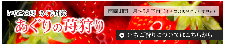 いちごの郷 あぐり丹波 あぐりの苺狩り 開園期間 1月～5月下旬（イチゴの状況により変更有） いちご狩りについてはこちらから