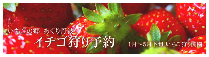 いちごや枝豆、とうもろこしなど産直通販の丹波市場、いちごの郷 あぐり丹波 イチゴ狩り案内  1月～5月下旬 いちご狩り開園