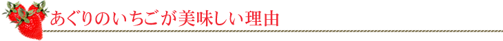 あぐりのいちごが美味しい理由