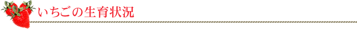 いちごや枝豆、とうもろこしなど産直通販の丹波市場、いちごの生育状況
