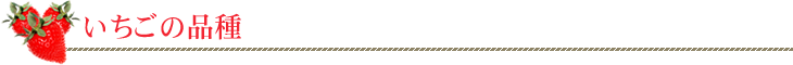 いちごや枝豆、とうもろこしなど産直通販の丹波市場、いちごの品種